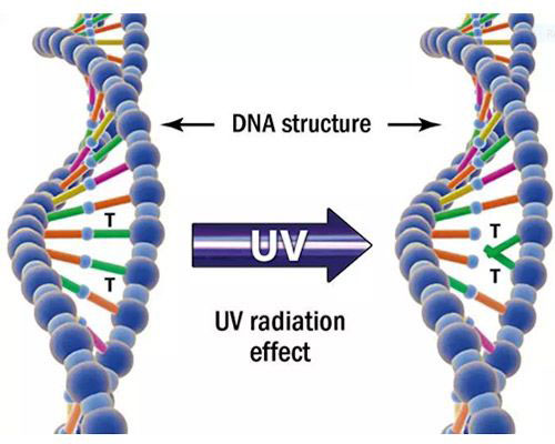 Inactivation pathogène par UVC